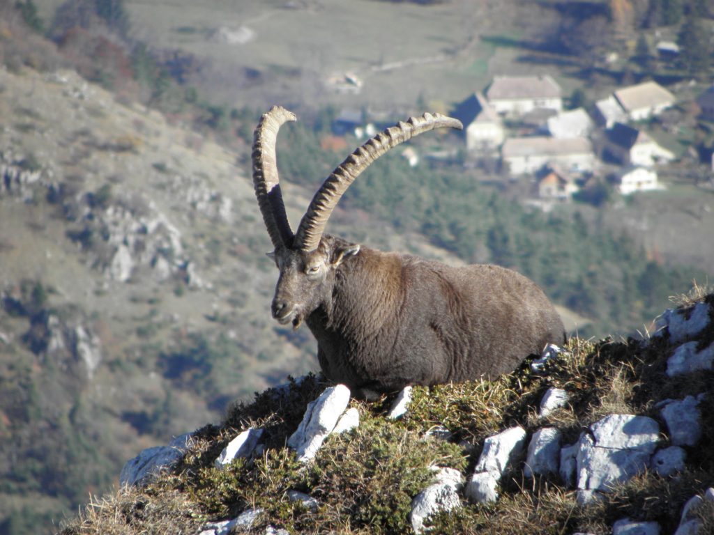 bouquetin-vercors-trieves-office-tourisme